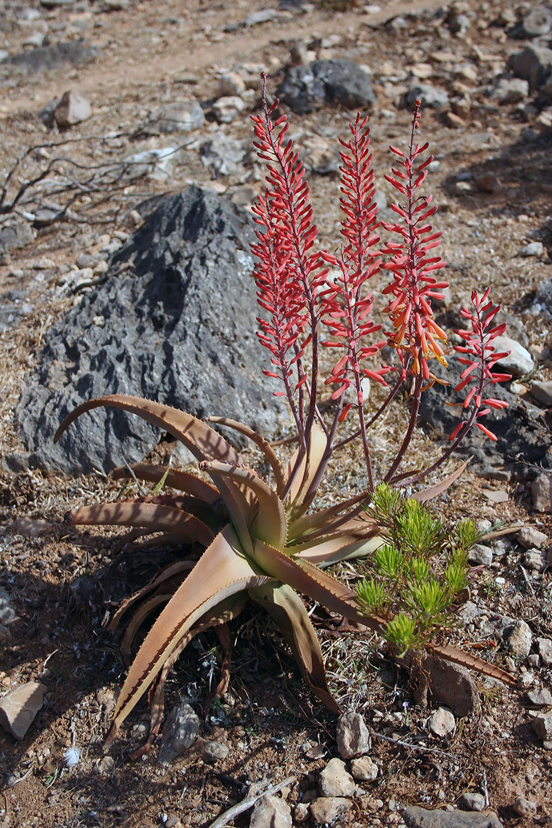 Image of Aloe perryi specimen.