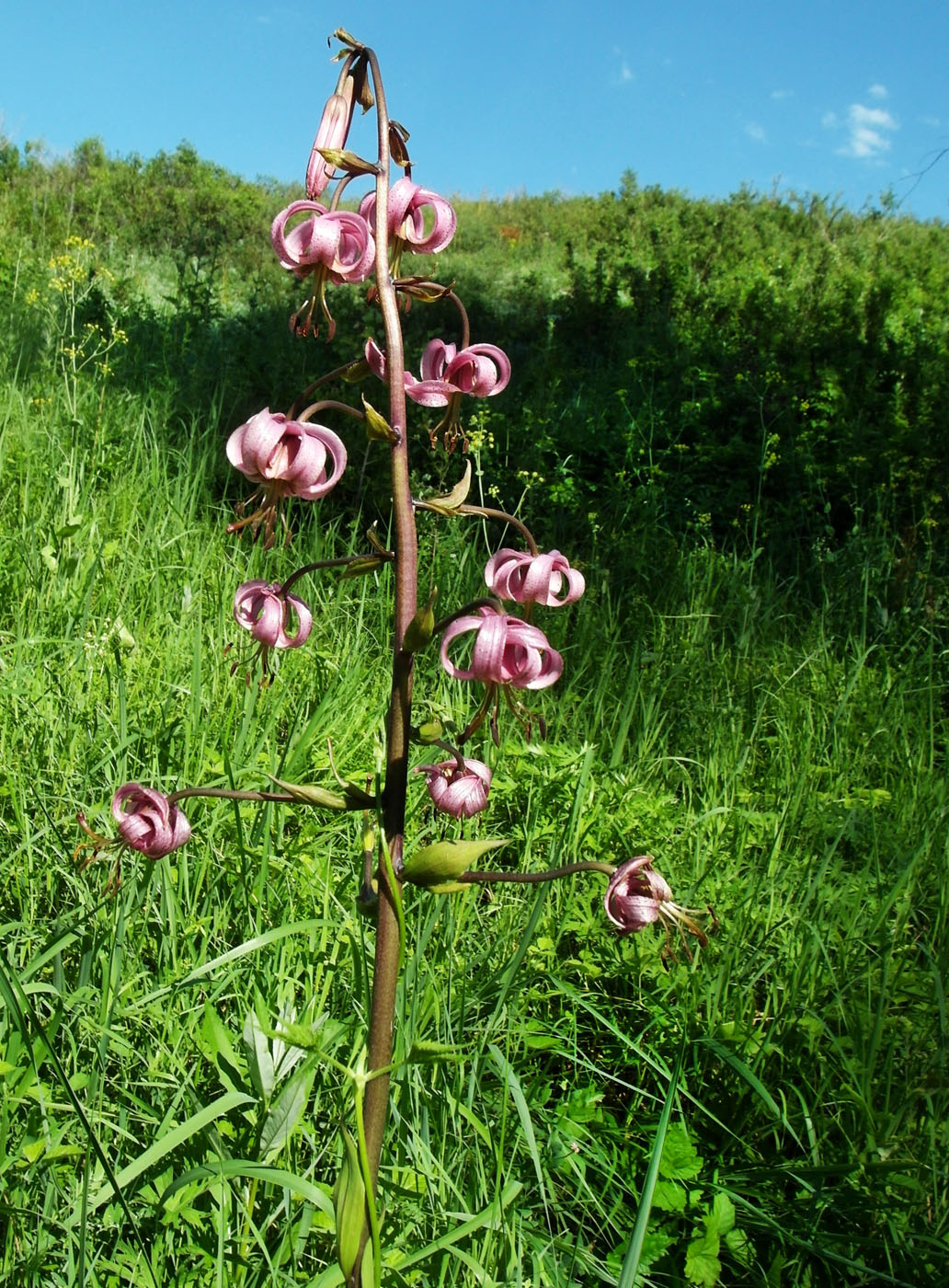 Изображение особи Lilium pilosiusculum.