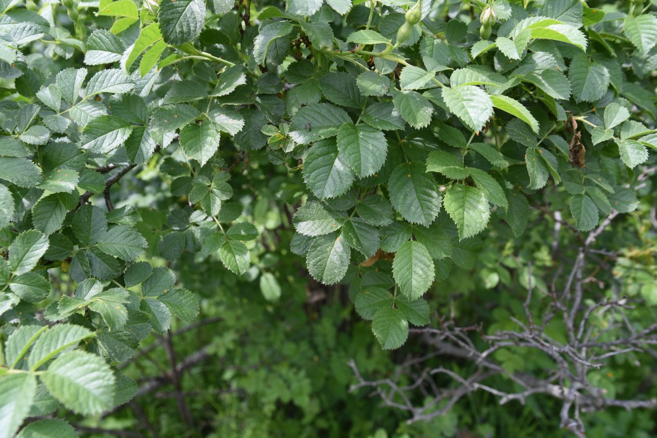 Image of genus Rosa specimen.