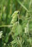 Vicia hirsuta