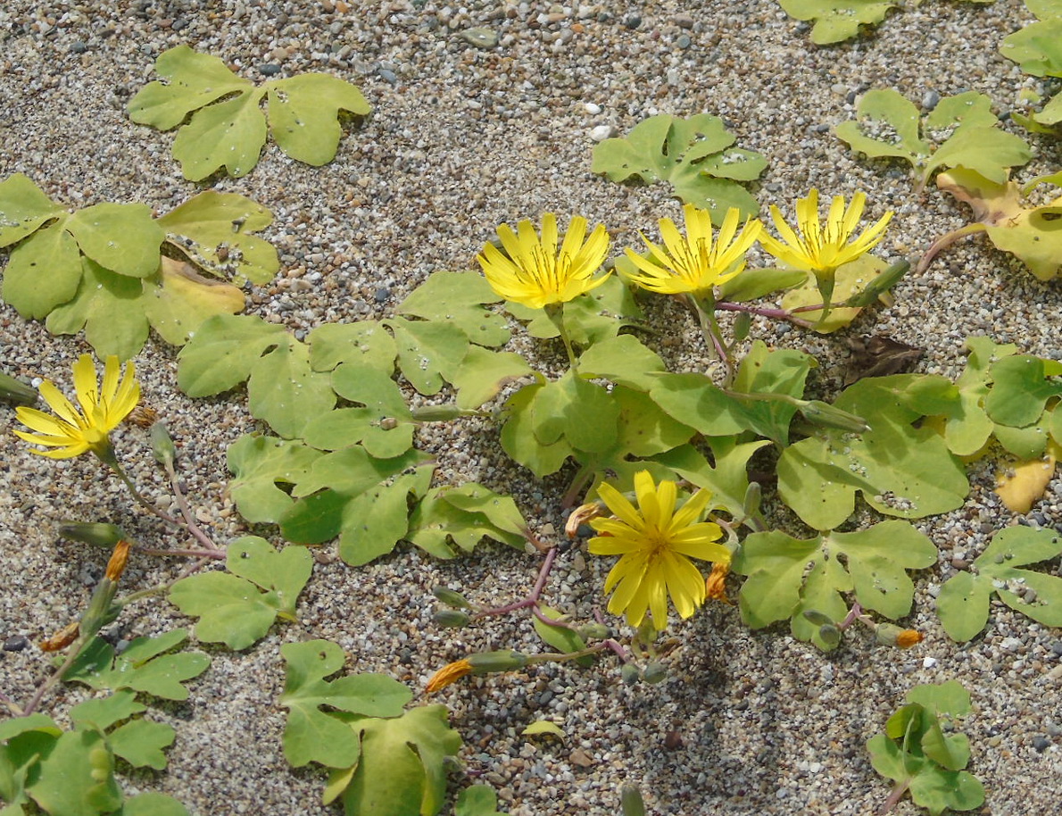 Image of Chorisis repens specimen.