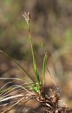 Carex supermascula