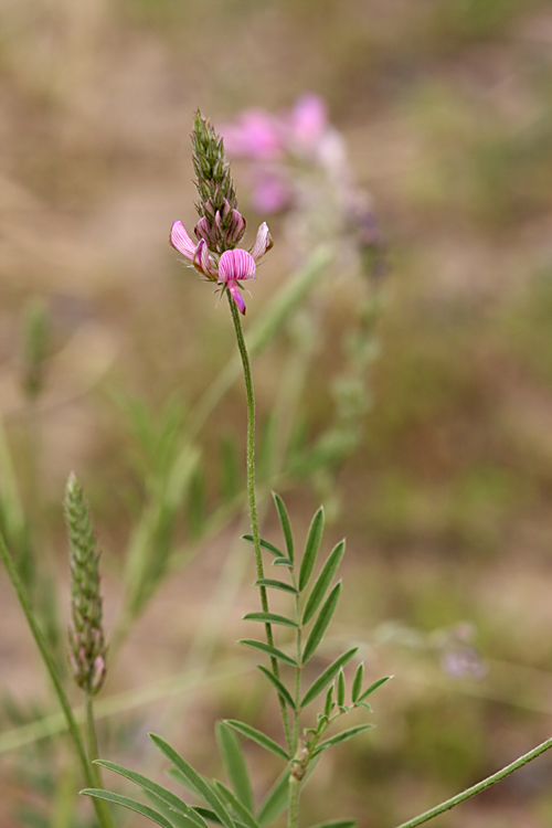 Изображение особи Onobrychis viciifolia.