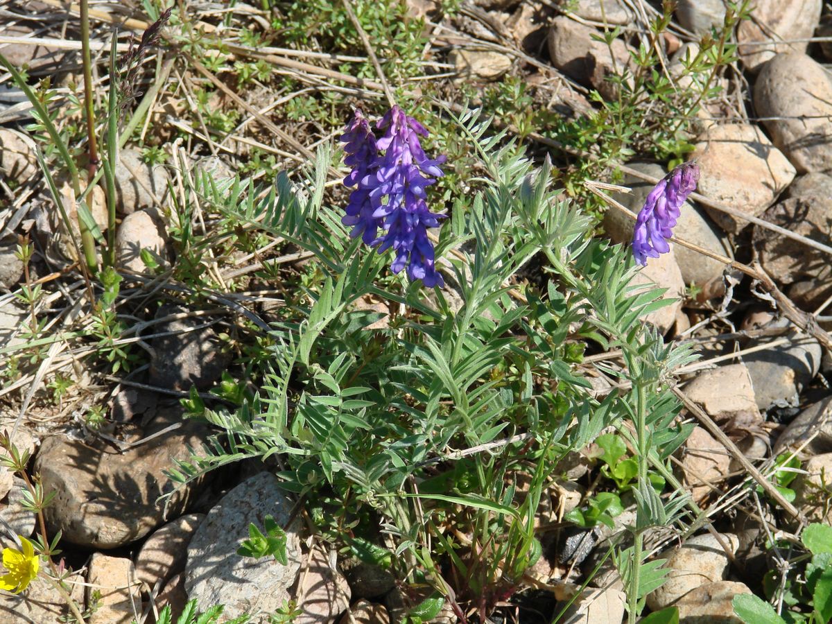 Изображение особи Vicia cracca.