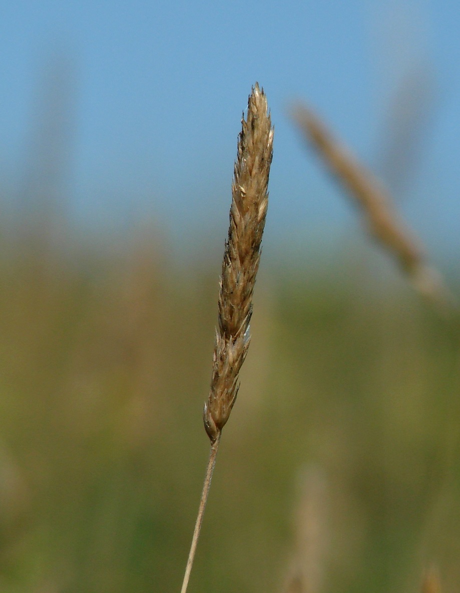 Image of genus Koeleria specimen.