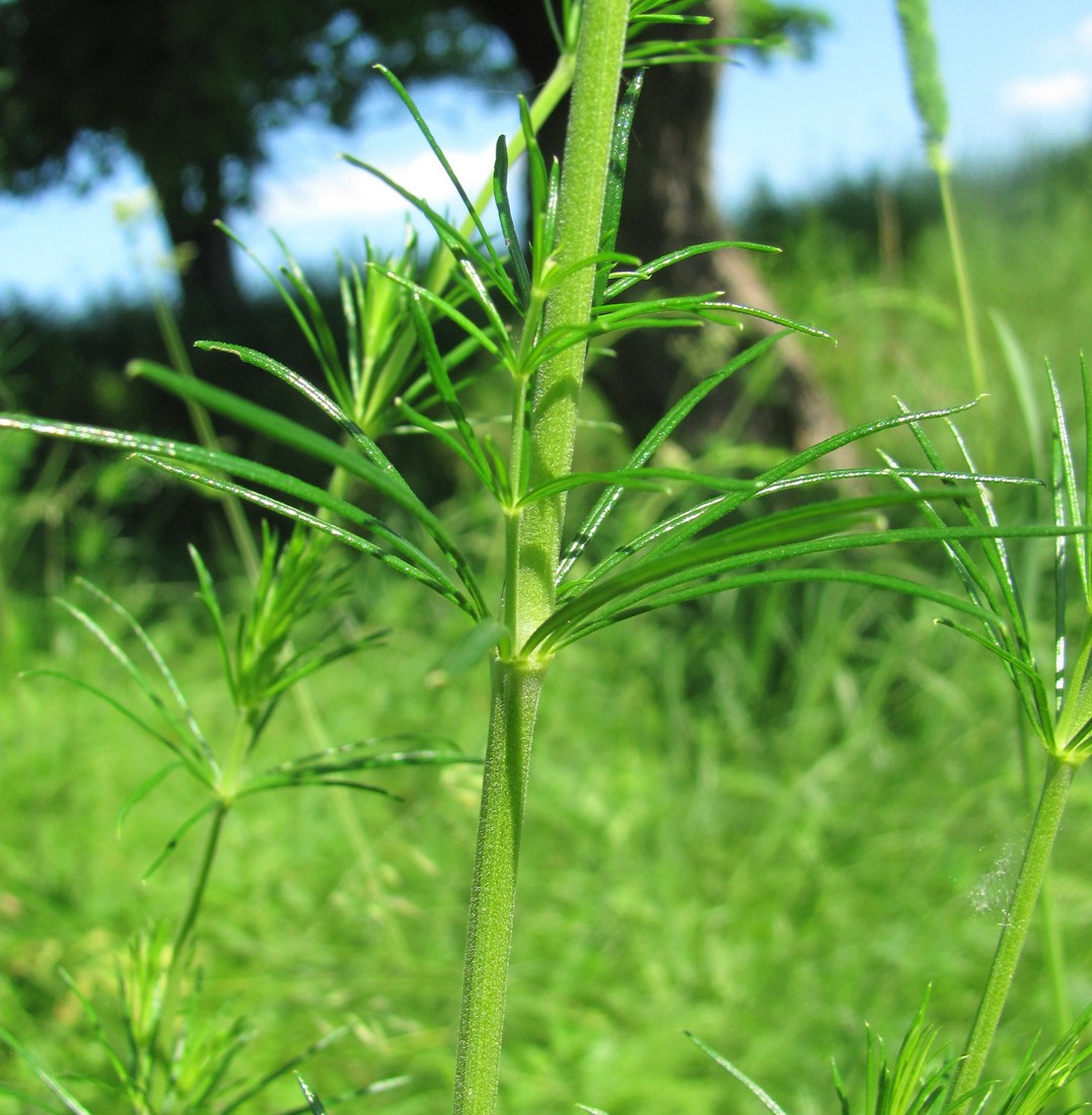 Image of Galium verum specimen.