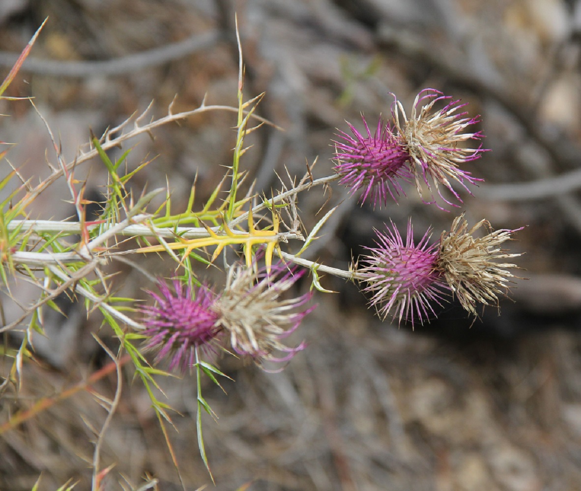 Изображение особи Lamyra echinocephala.