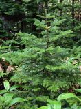 Abies sachalinensis. Молодое растение (рядом видны верхушки побегов Sasa). Курильские о-ва, о-в Кунашир, вулкан Менделеева, ≈ 300 м н.у.м., опушка смешанного леса. 21.08.2022.