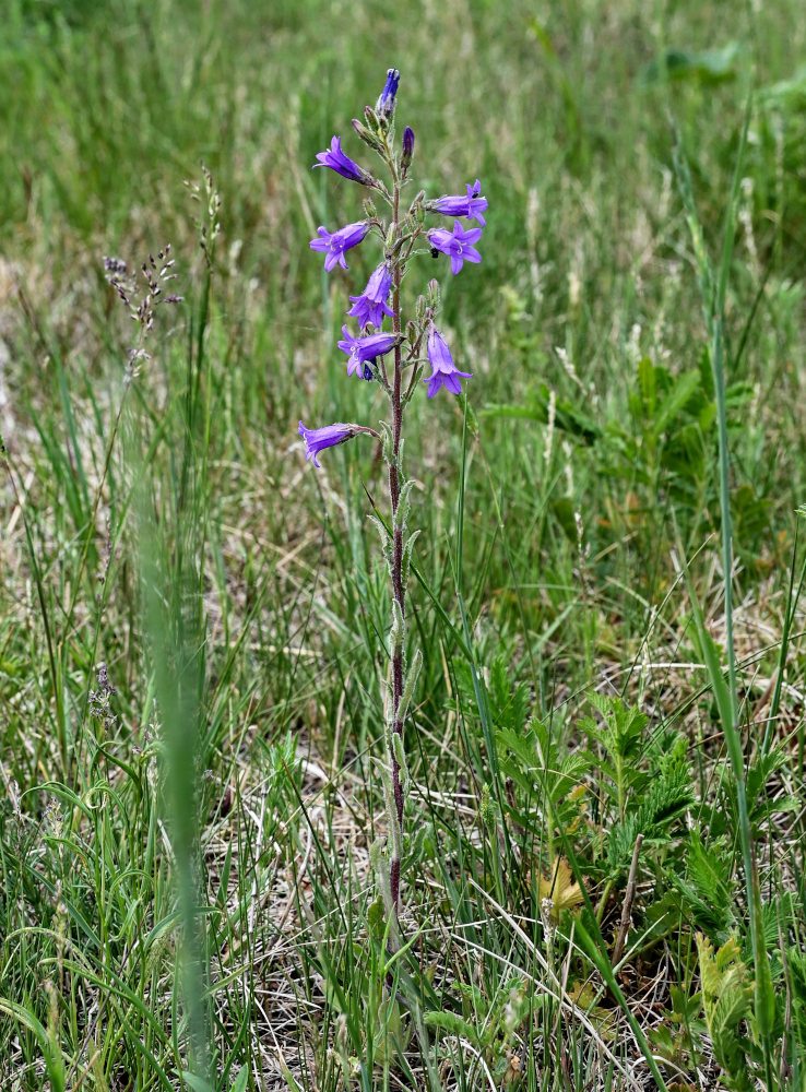 Image of Campanula sibirica specimen.