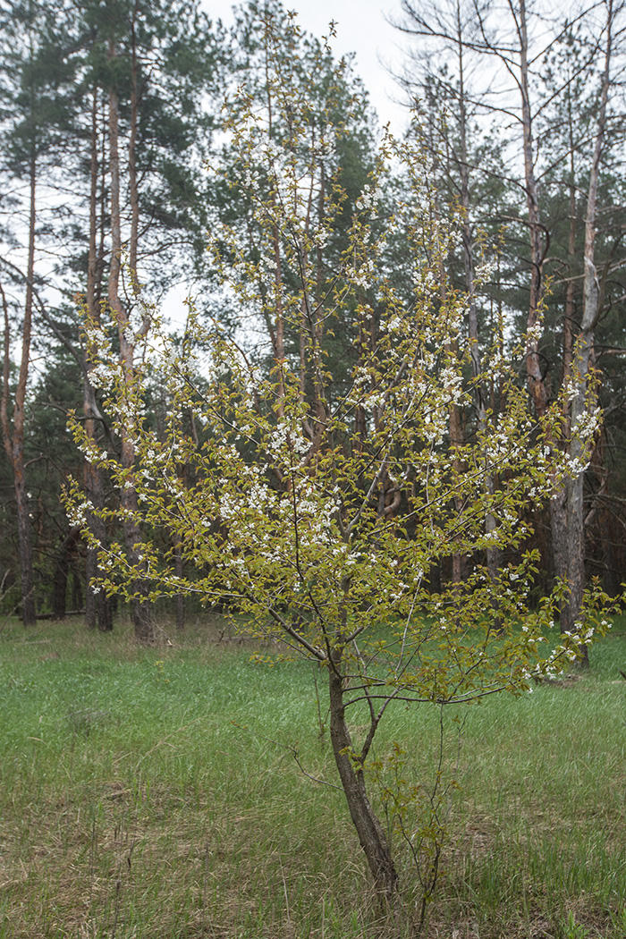 Изображение особи Cerasus avium.