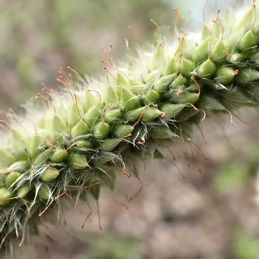 Image of Salix gracilistyla specimen.