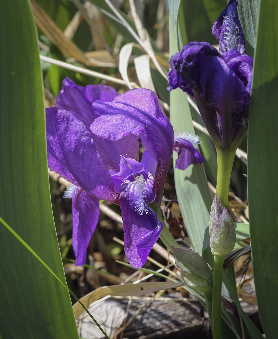 Image of Iris aphylla specimen.