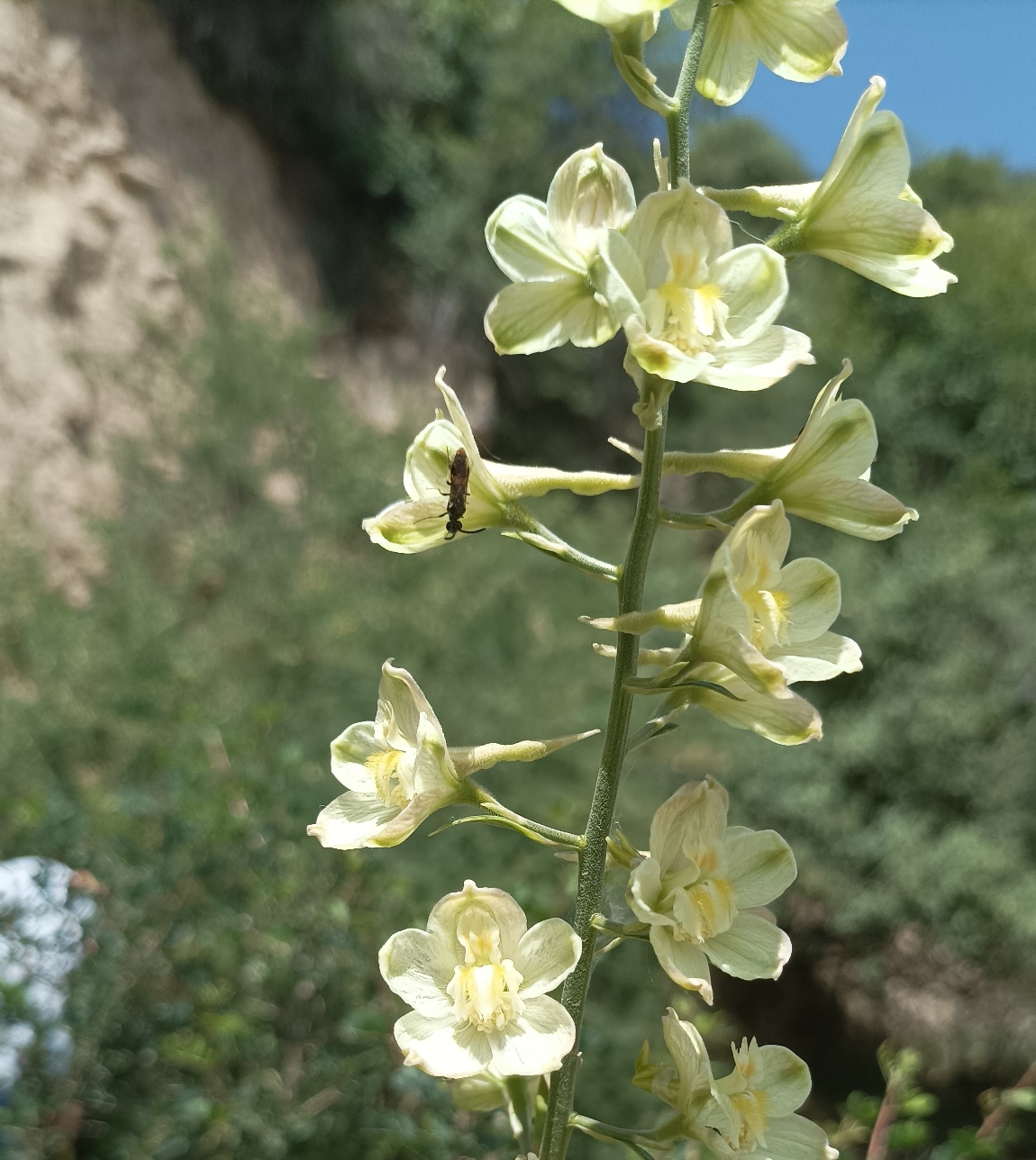 Изображение особи Delphinium biternatum.