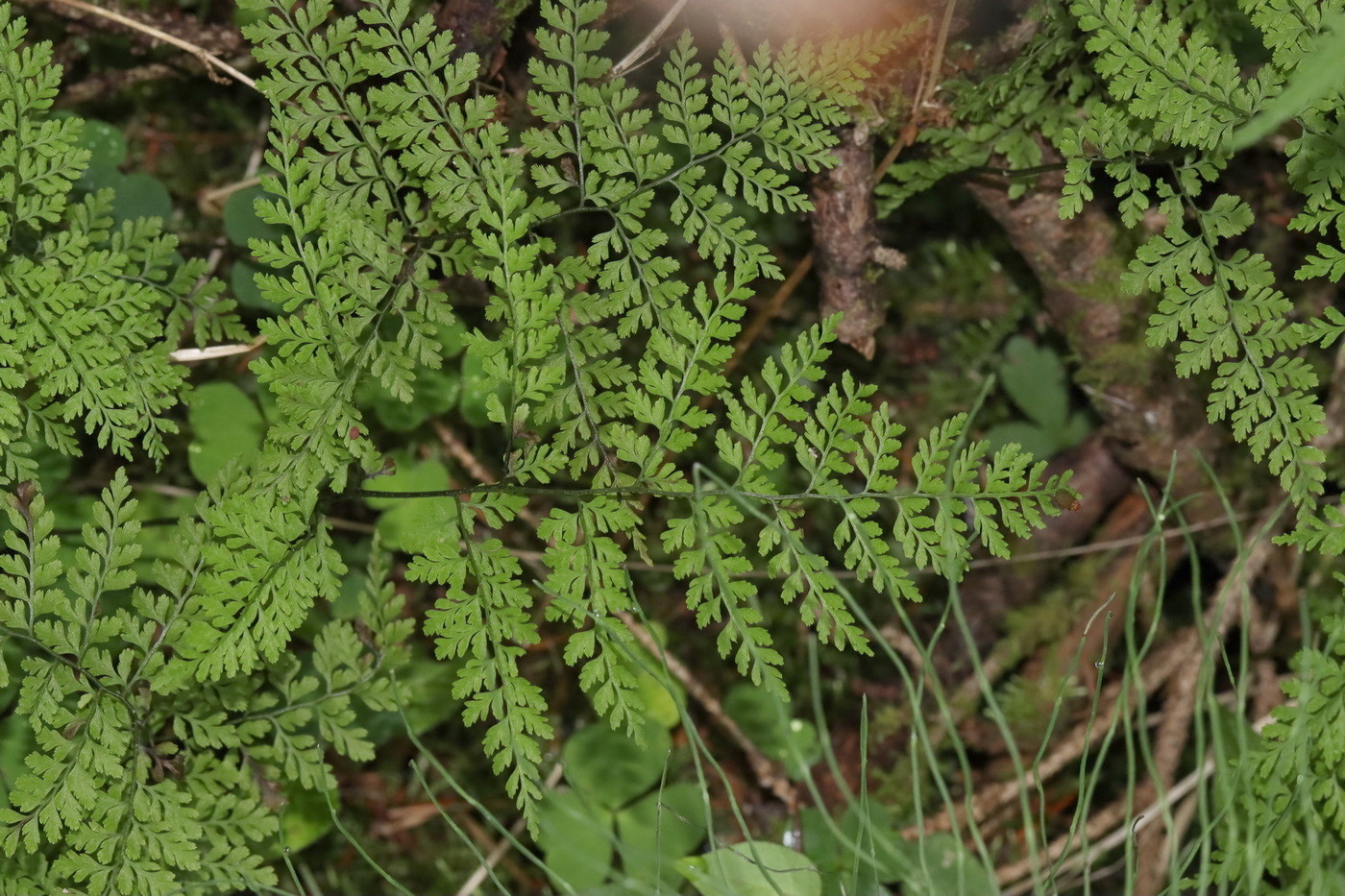 Image of Rhizomatopteris sudetica specimen.