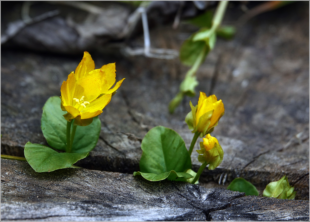 Изображение особи Lysimachia nummularia.