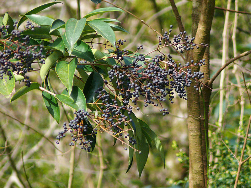 Image of Ligustrum lucidum specimen.