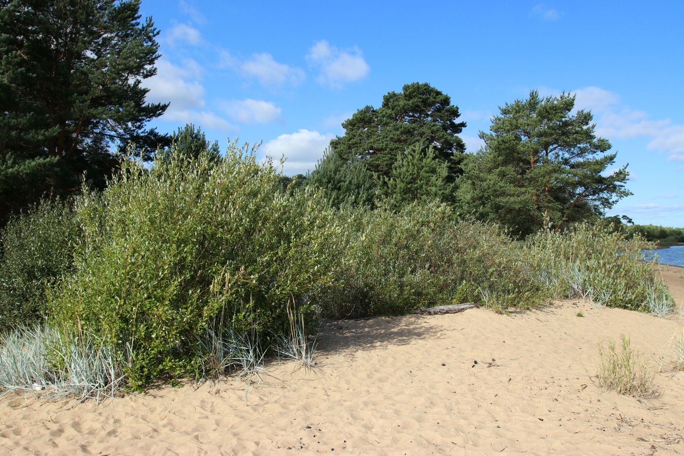 Image of Salix phylicifolia specimen.