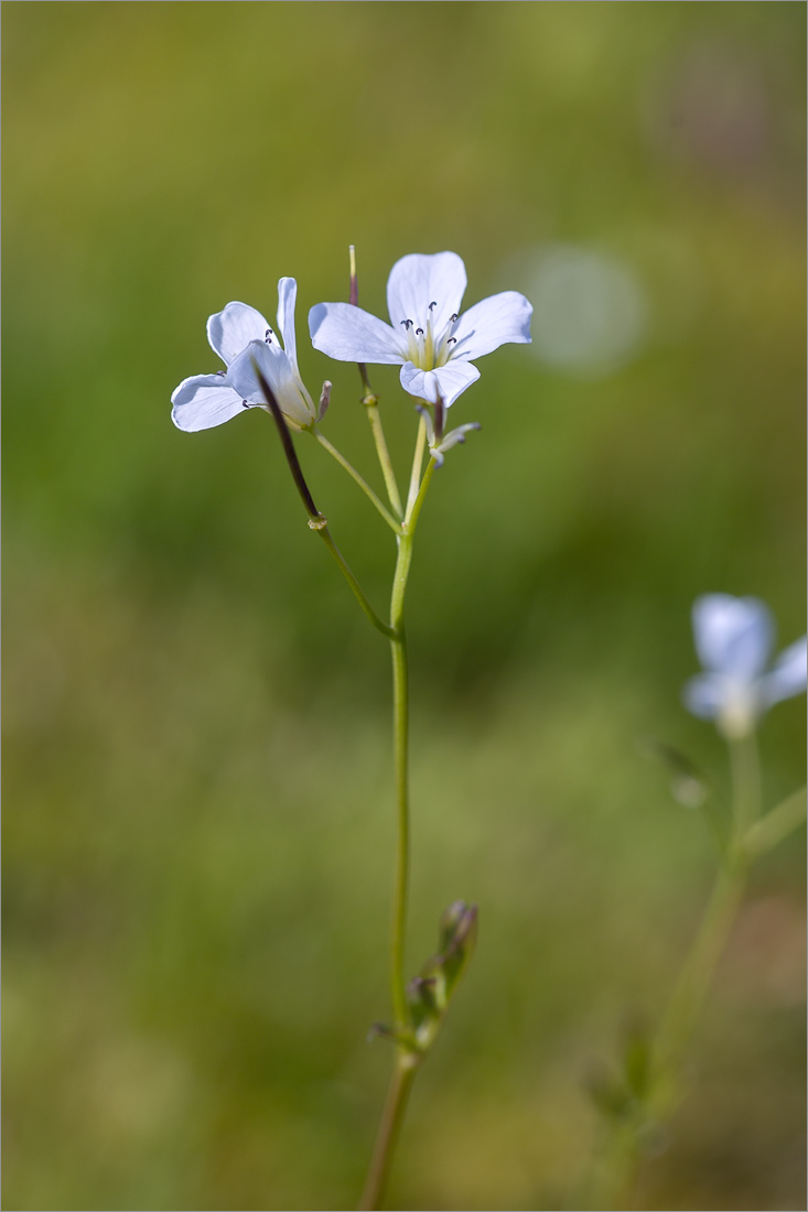 Изображение особи Cardamine pratensis.