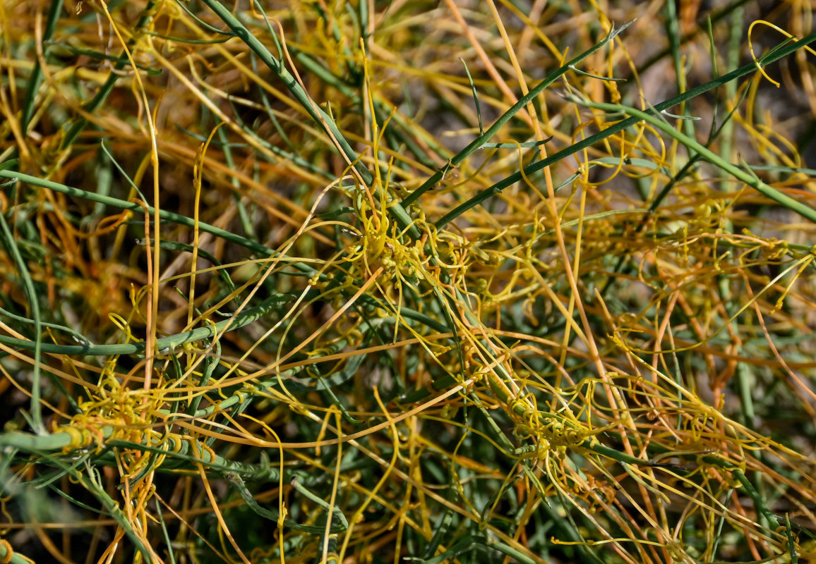 Image of genus Cuscuta specimen.