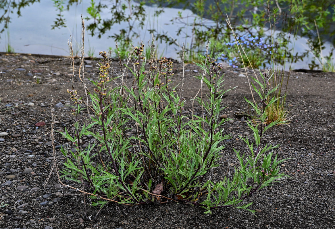 Image of Artemisia tilesii specimen.