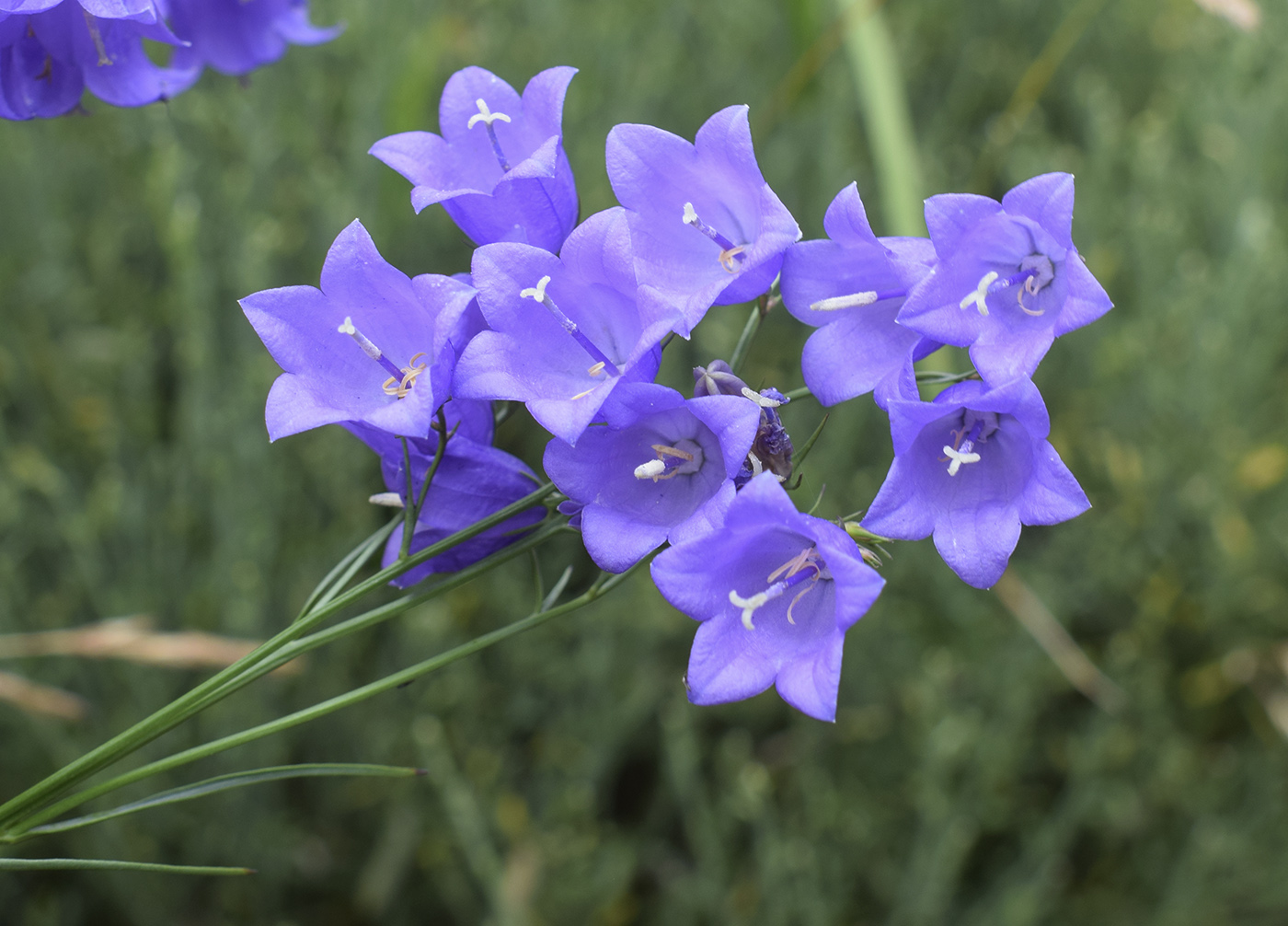 Изображение особи род Campanula.