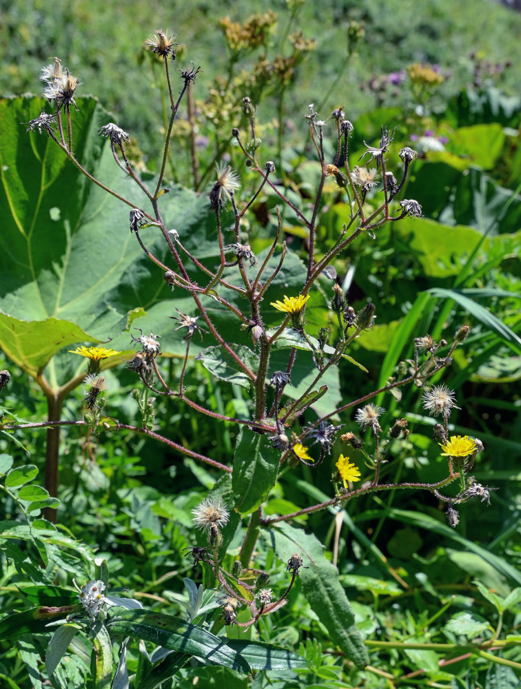 Изображение особи Picris japonica.