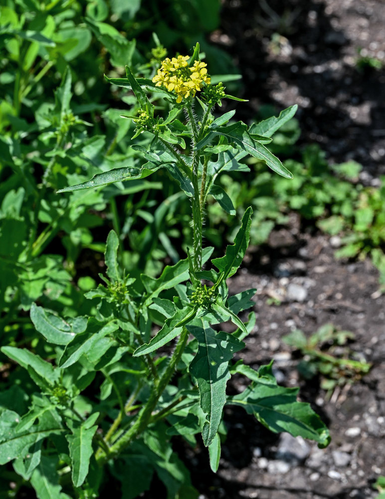 Image of Sisymbrium loeselii specimen.