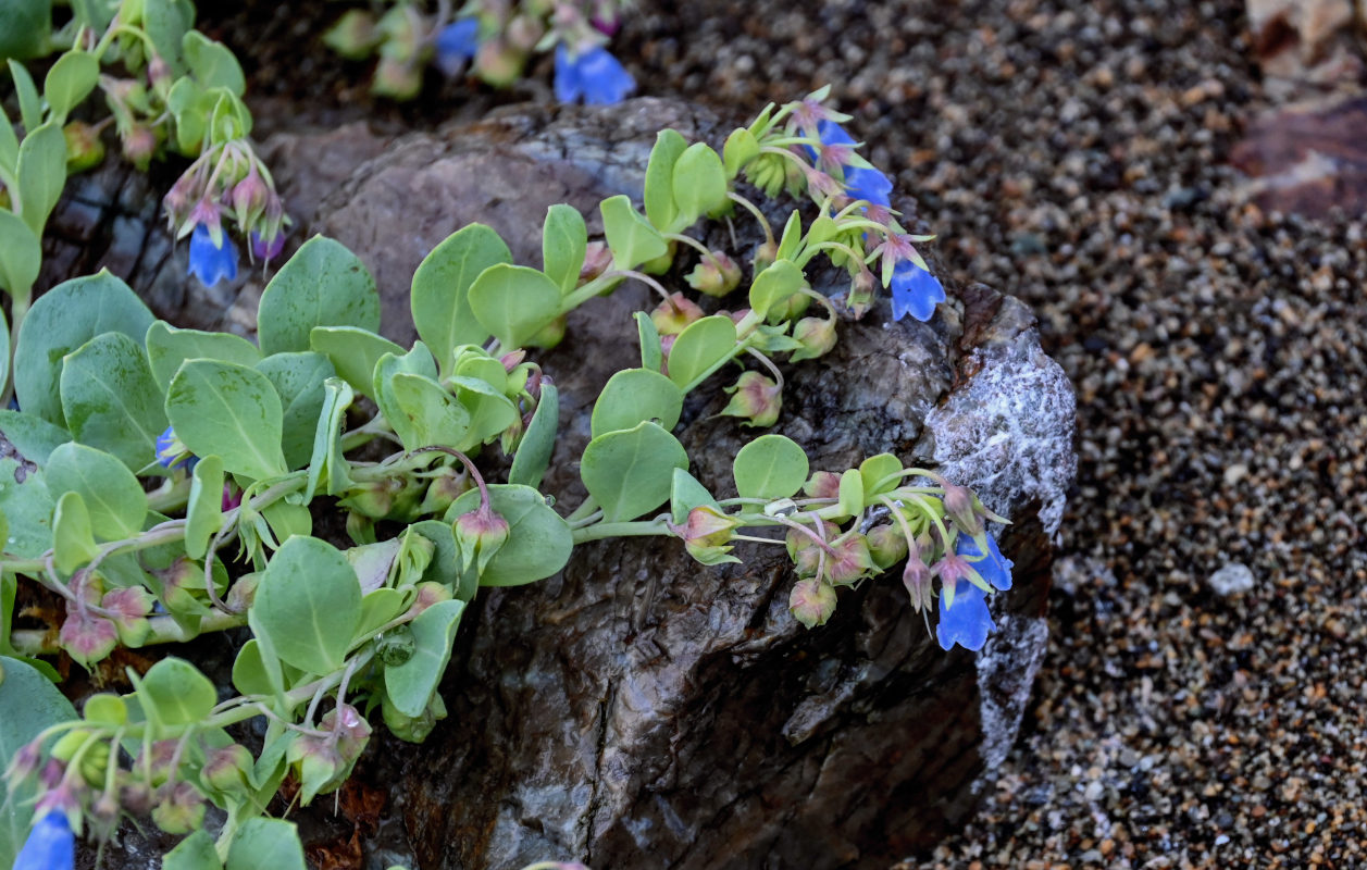 Image of Mertensia maritima specimen.