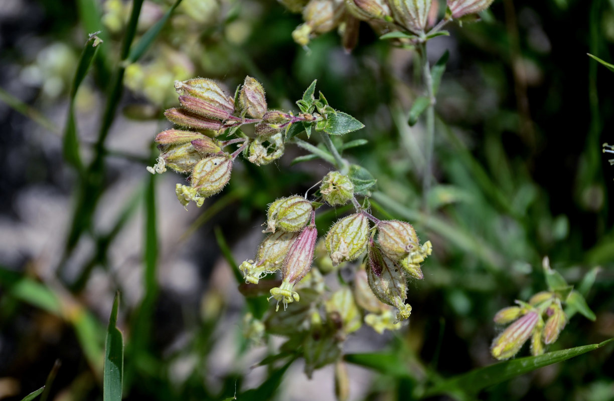 Image of Silene spergulifolia specimen.