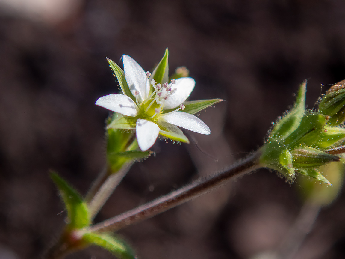 Image of Arenaria serpyllifolia specimen.