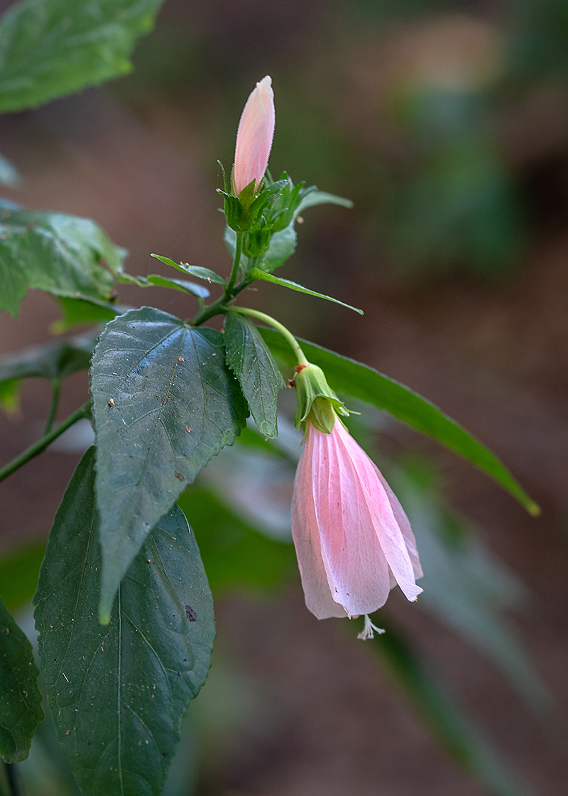 Image of Malvaviscus penduliflorus specimen.