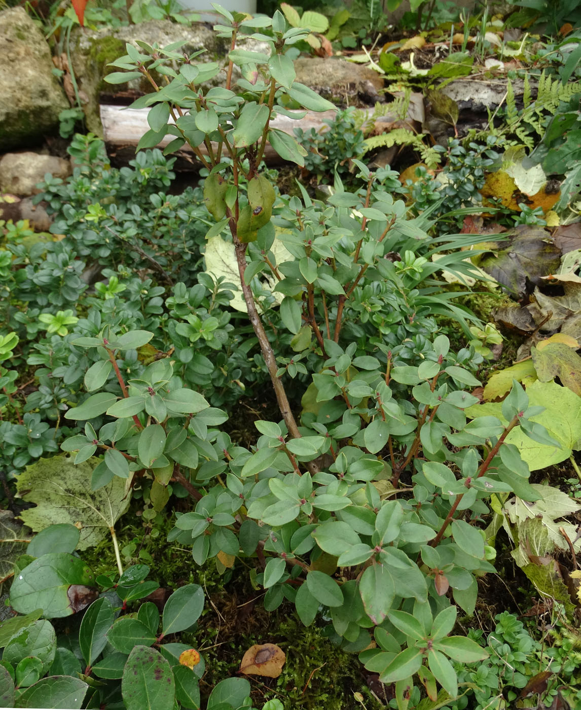 Image of Ledum glandulosum specimen.