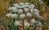 Astrodaucus orientalis