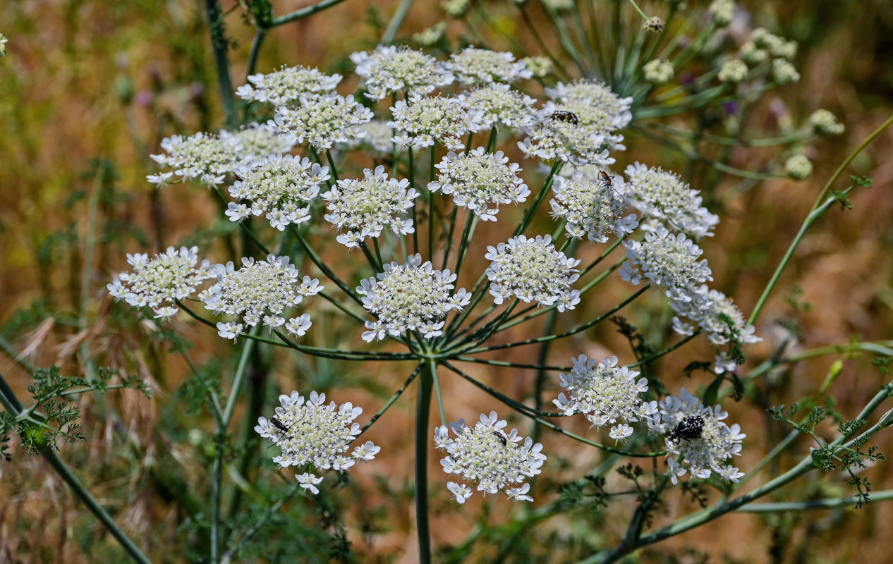 Image of Astrodaucus orientalis specimen.