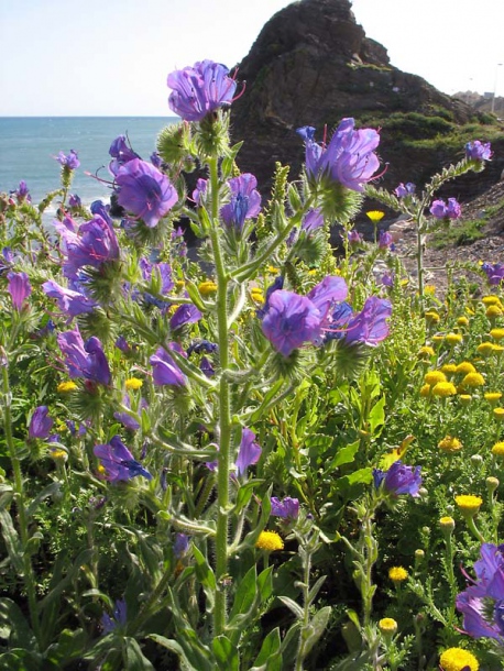 Изображение особи Echium plantagineum.