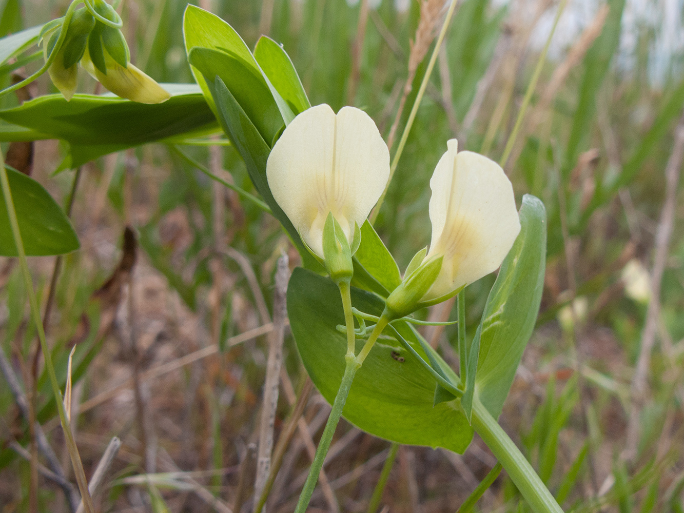 Изображение особи Lathyrus aphaca.