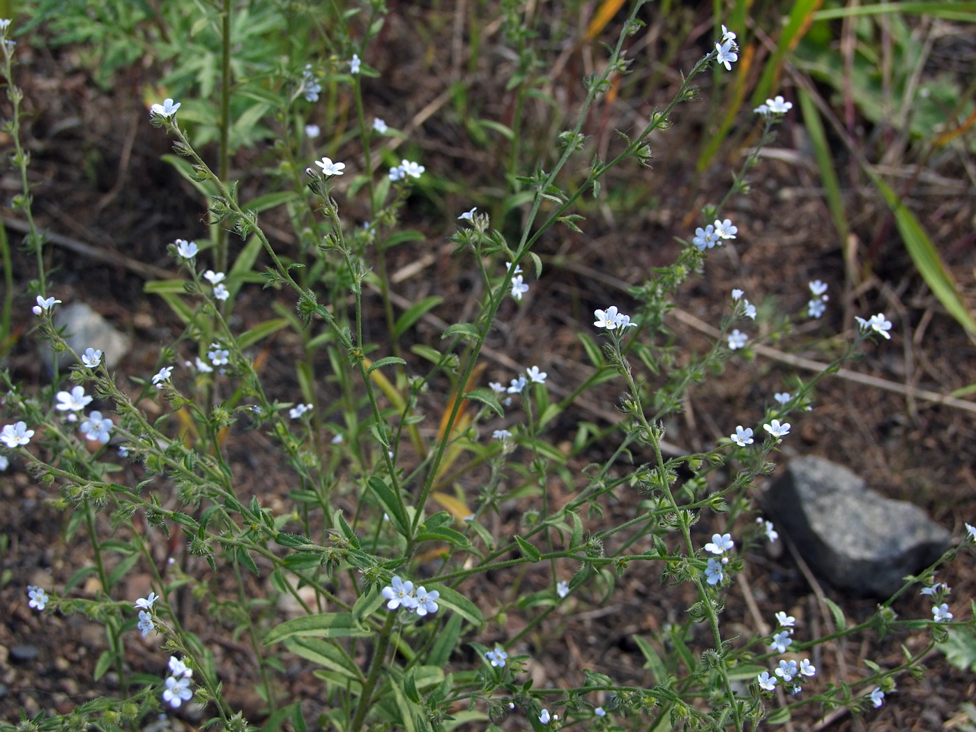 Image of Lappula squarrosa specimen.