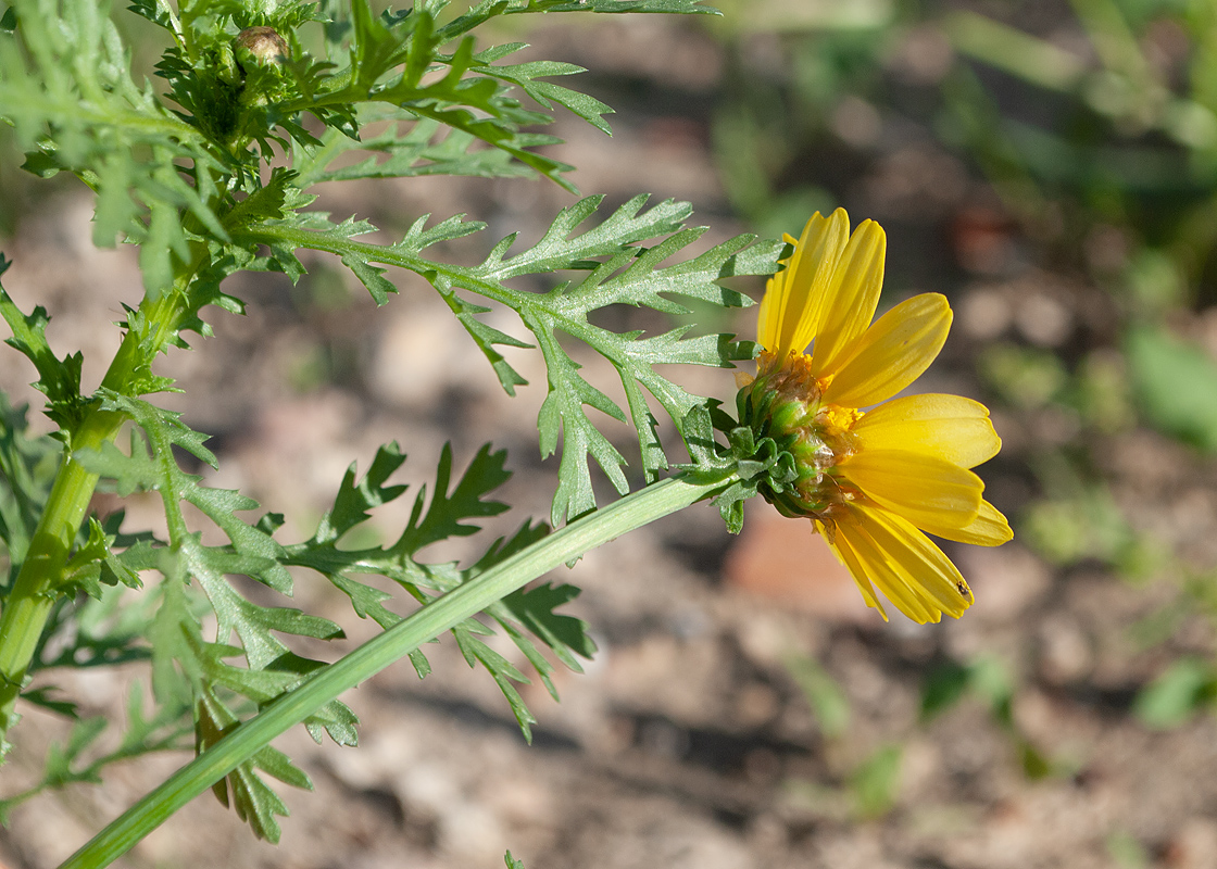 Изображение особи Glebionis coronaria.