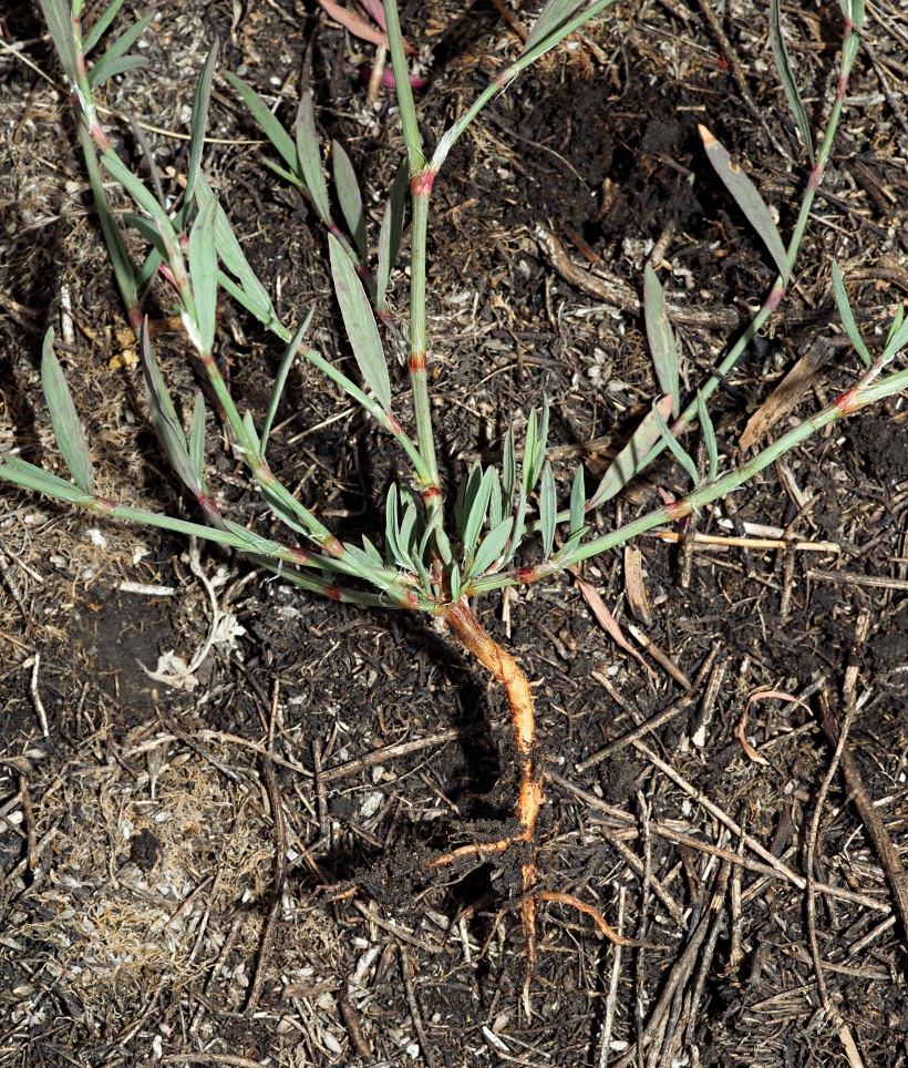 Изображение особи Polygonum patulum.