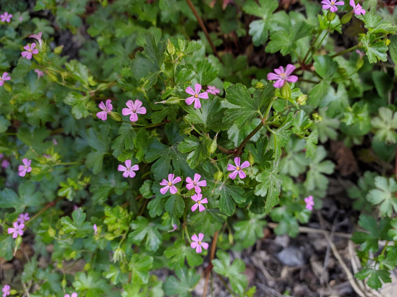 Image of Geranium lucidum specimen.