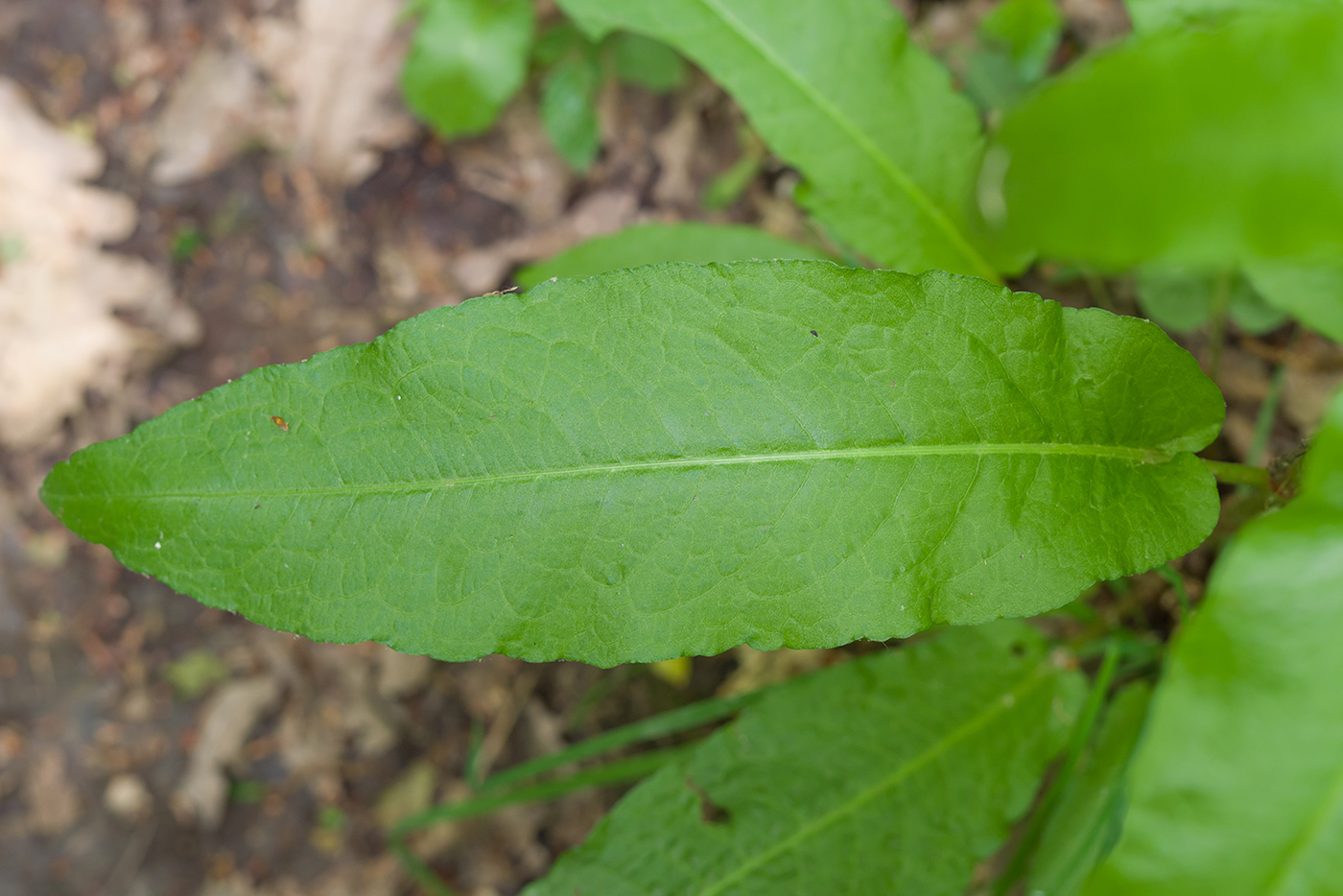 Изображение особи Rumex conglomeratus.