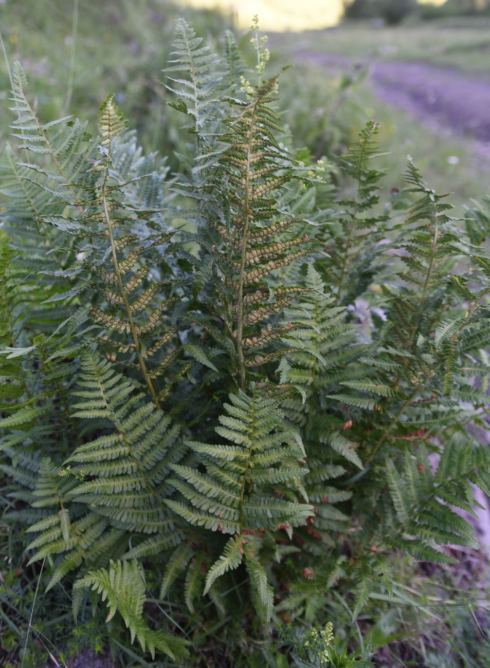 Image of Dryopteris filix-mas specimen.