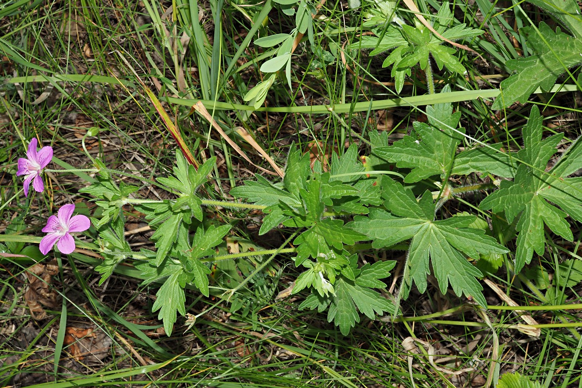 Image of Geranium palustre specimen.