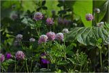 Trifolium hybridum