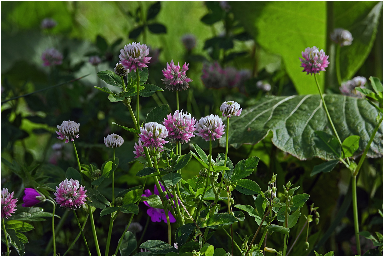 Изображение особи Trifolium hybridum.