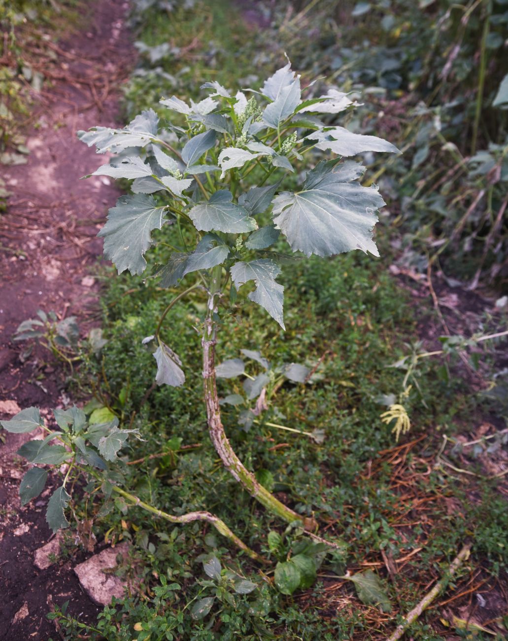 Image of Cyclachaena xanthiifolia specimen.