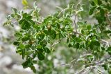 Lonicera microphylla. Веточка с незрелыми соплодиями. Таджикистан, Горно-Бадахшанская автономная обл., Рушанский р-н, хр. Северо-Аличурский, Ирхтские горы, Сарезское оз., Ирхтский залив, дол. р. Лянгар, выс. ≈ 3300 м н.у.м., каменистая надпойменная терраса. 27 июня 2024 г.