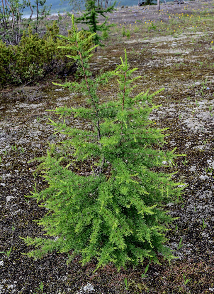 Изображение особи Larix sibirica.