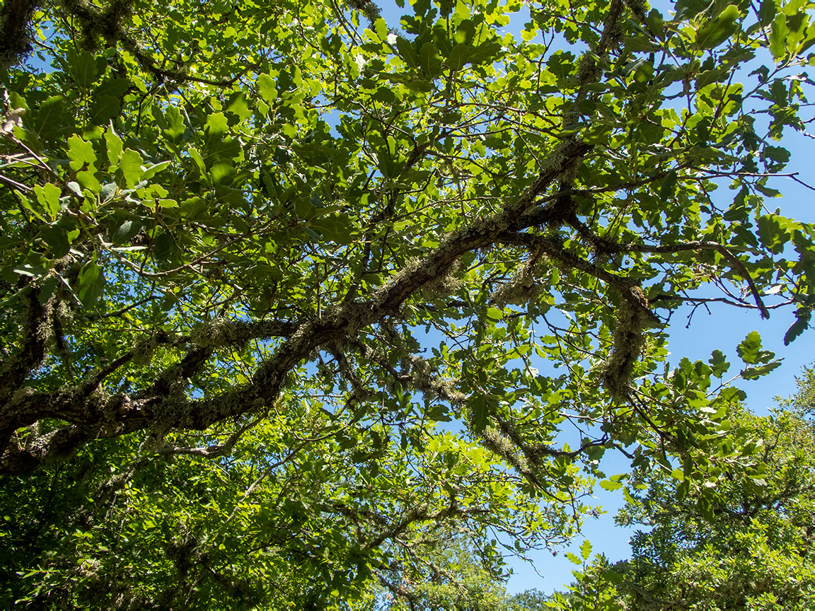 Изображение особи род Quercus.