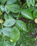 Staphylea pinnata